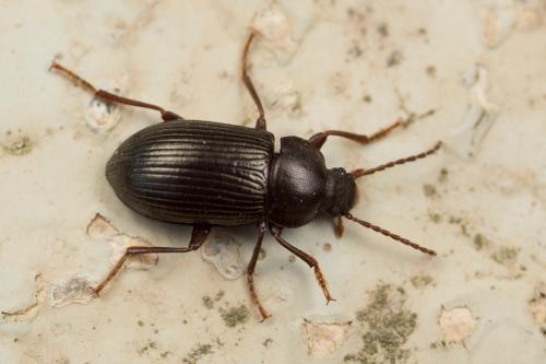 Nalassus sp.